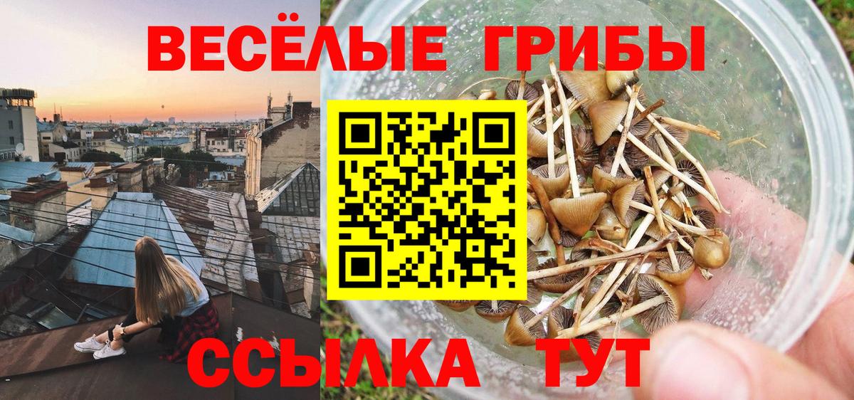 Галлюциногенные грибы Psilocybe Зеленодольск